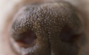 nasal mites in dogs
